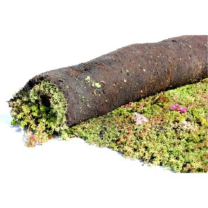 uw groene dak - Sedummat