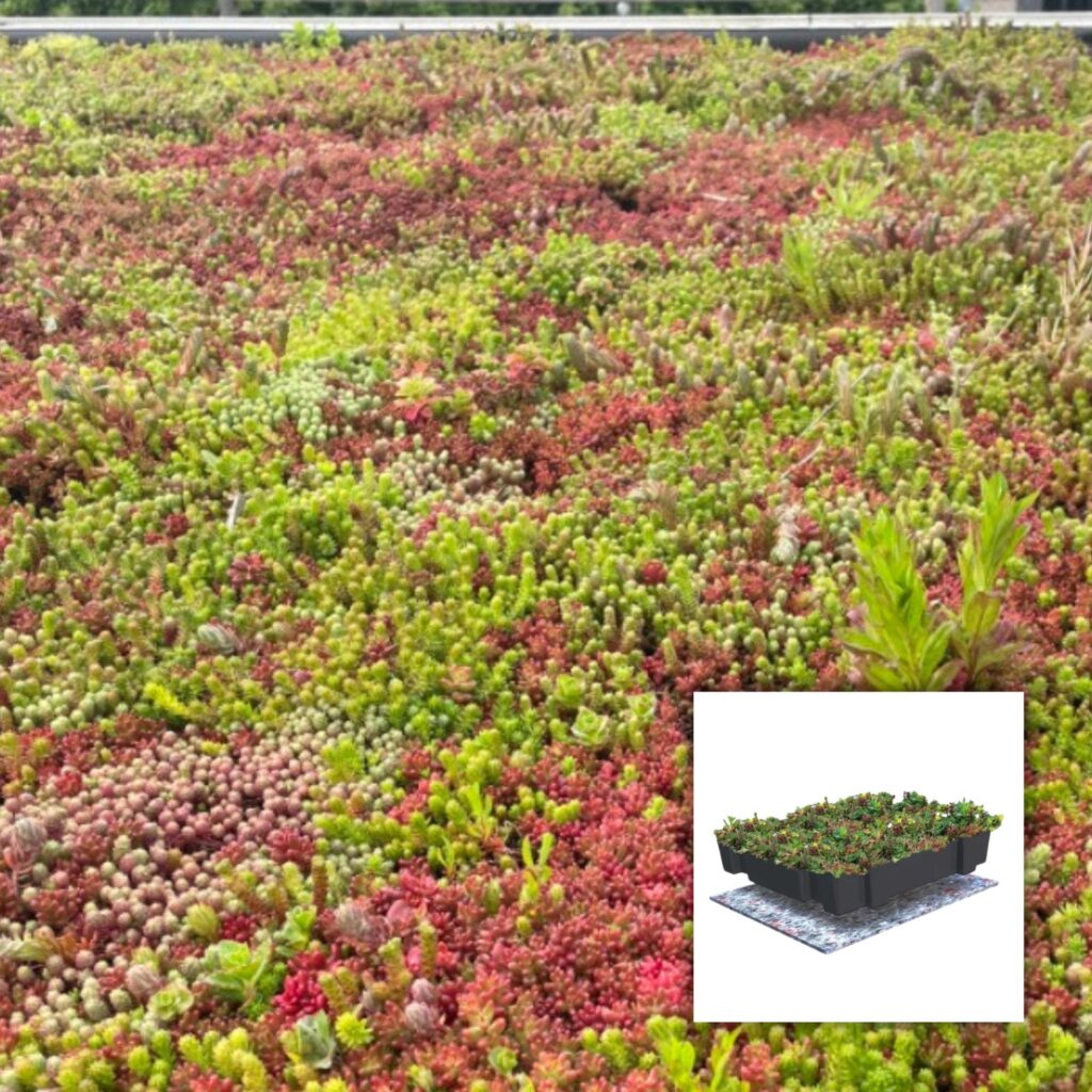 Opbouw van het Sedum Cassettes Lichtgewicht groendak in lagen