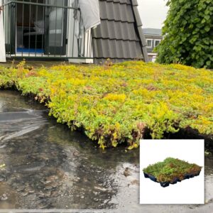 Sedum Cassettes Lichtgewicht – Kant-en-klaar groendak voor lichte daken